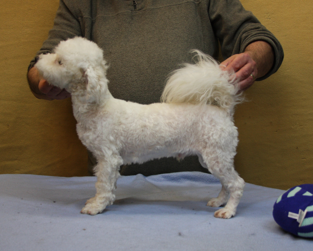 havanese vs bichon havanese bichon breeds picture havanese vs bichon havanese bichon breeds picture
