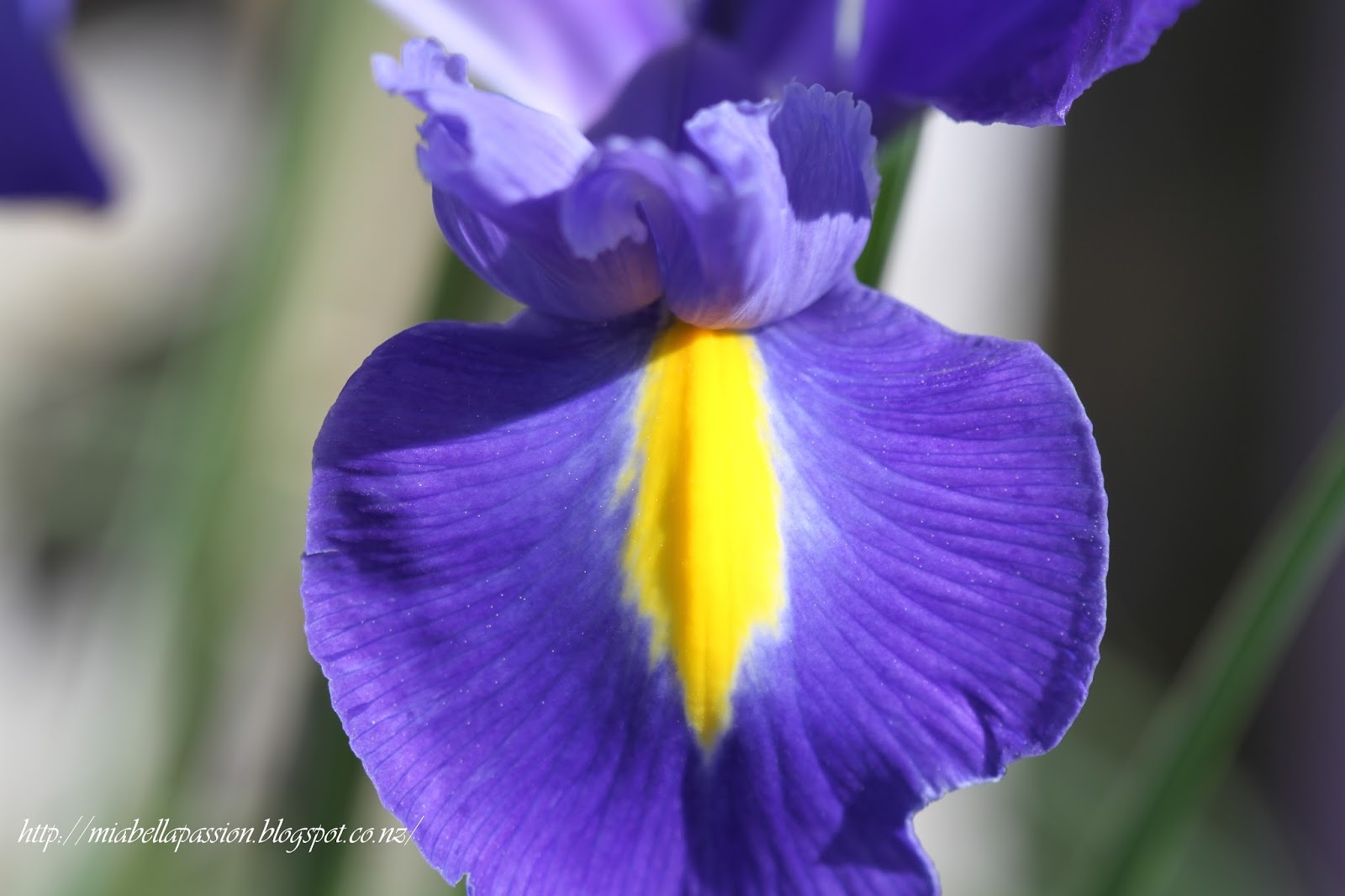 Mia Bella Passions Dutch Irises...