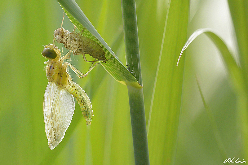 emergence Sympetrum striolatum