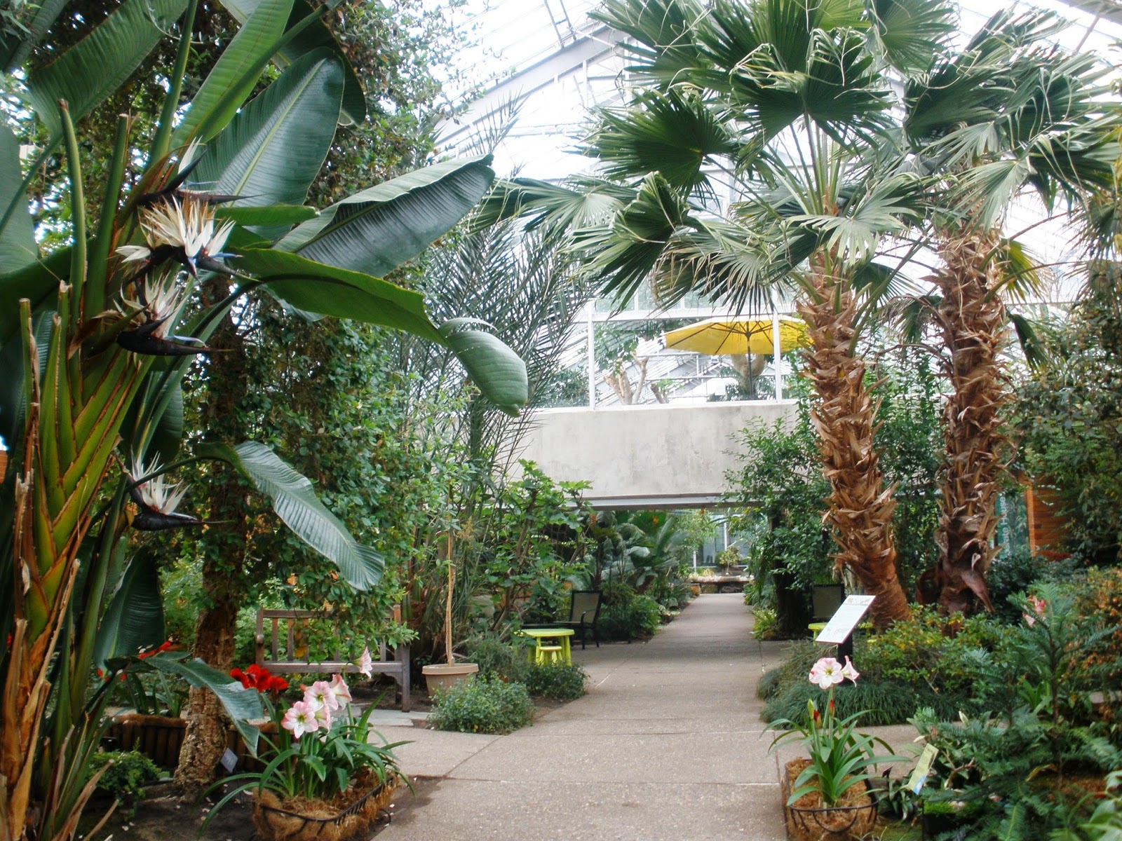 Indoor Fun Matthaei Botanical Gardens Conservatory Ann Arbor