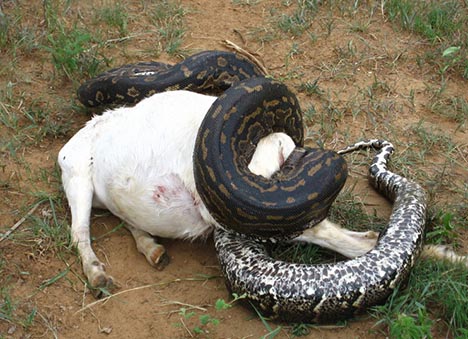 The rock python, like the Burmese python and boa constr