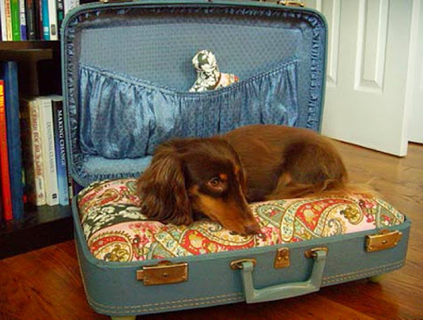 anjing dan kucing di koper