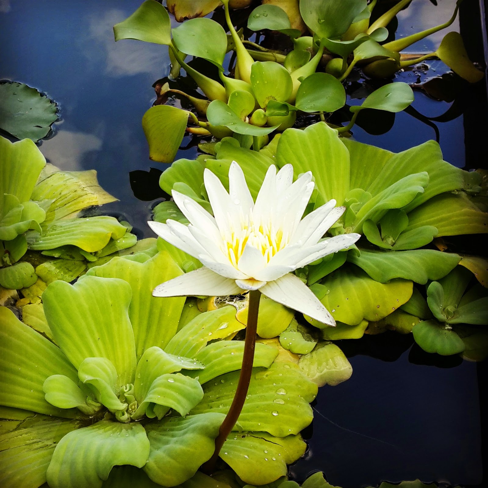 BUANASENI: TERATAI BERDAUN KIAMBANG?