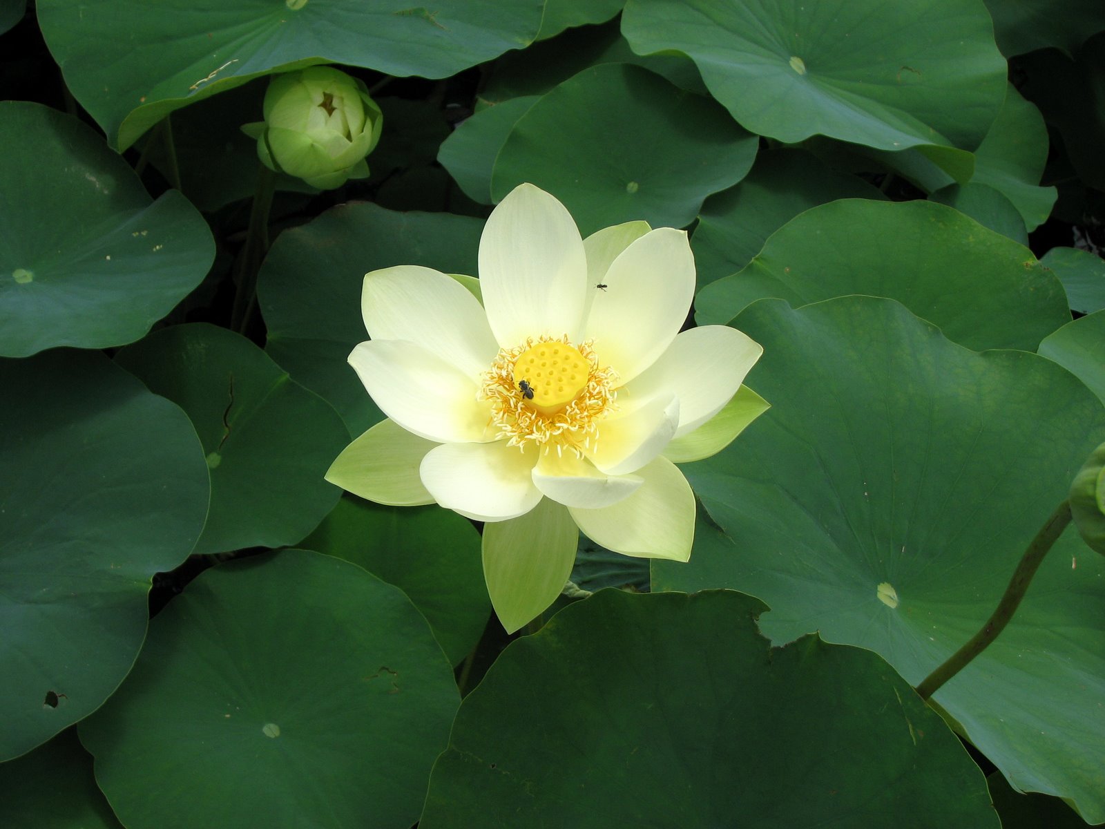 Native Plant Photography Sacred Lotus Nelumbo nucifera