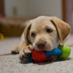 http://4.bp.blogspot.com/-p-vUKziJCJk/UXwyYA6iCQI/AAAAAAAAAlA/R3FI3JE-2Ew/s1600/labrador-retriever-puppy.jpg