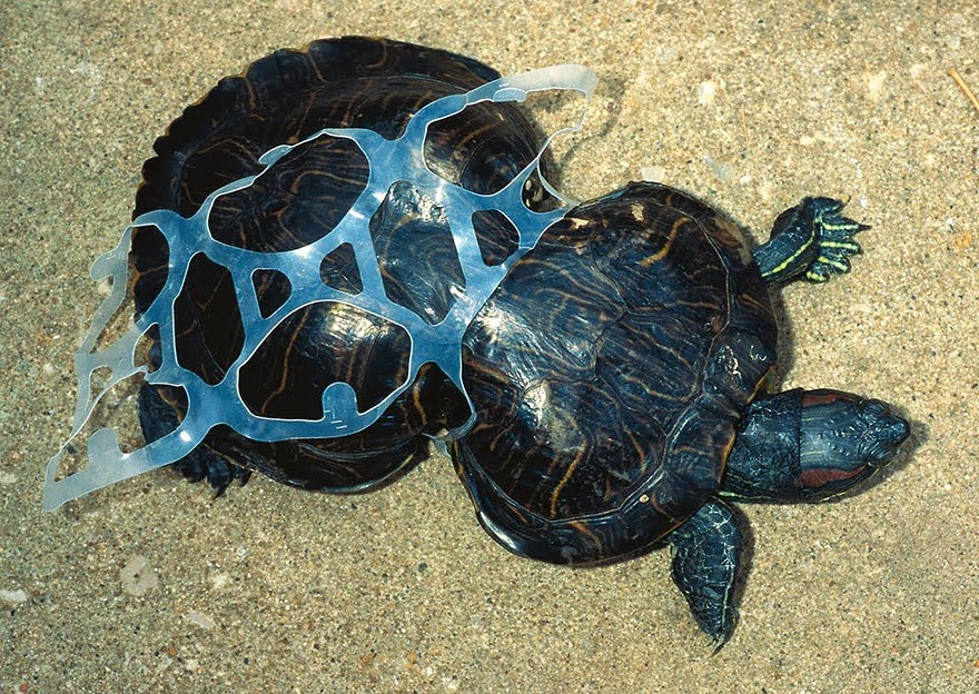 #2 Tortoise Trapped By Plastic - 22 Heartbreaking Photos Of Pollution That Will Inspire You To Recycle #2 Tortoise Trapped By Plastic - 22 Heartbreaking Photos Of Pollution That Will Inspire You To Recycle