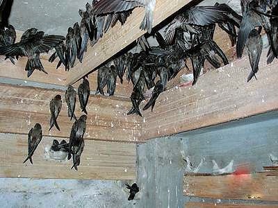 Tips Beternak Burung Walet Ocehan Kenari