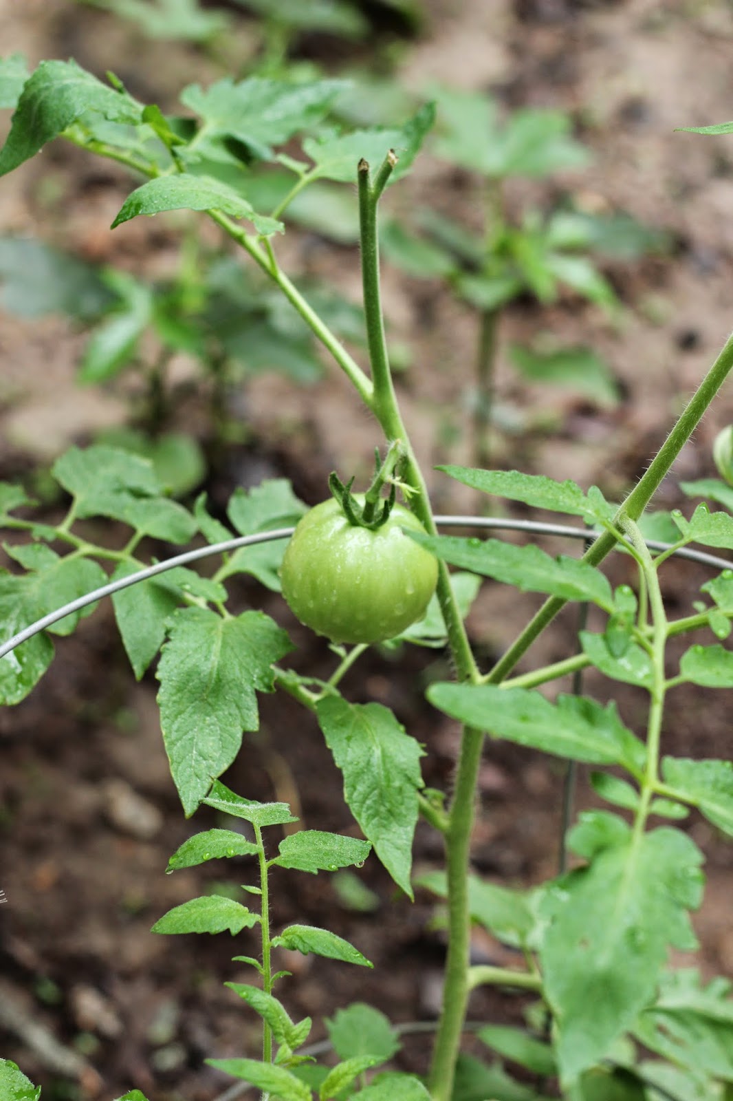 Hand Me Down Style tomato and okra