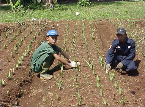 Nanang Ahdiat Produksi Lidah Buaya nanang ahdiat produksi lidah buaya