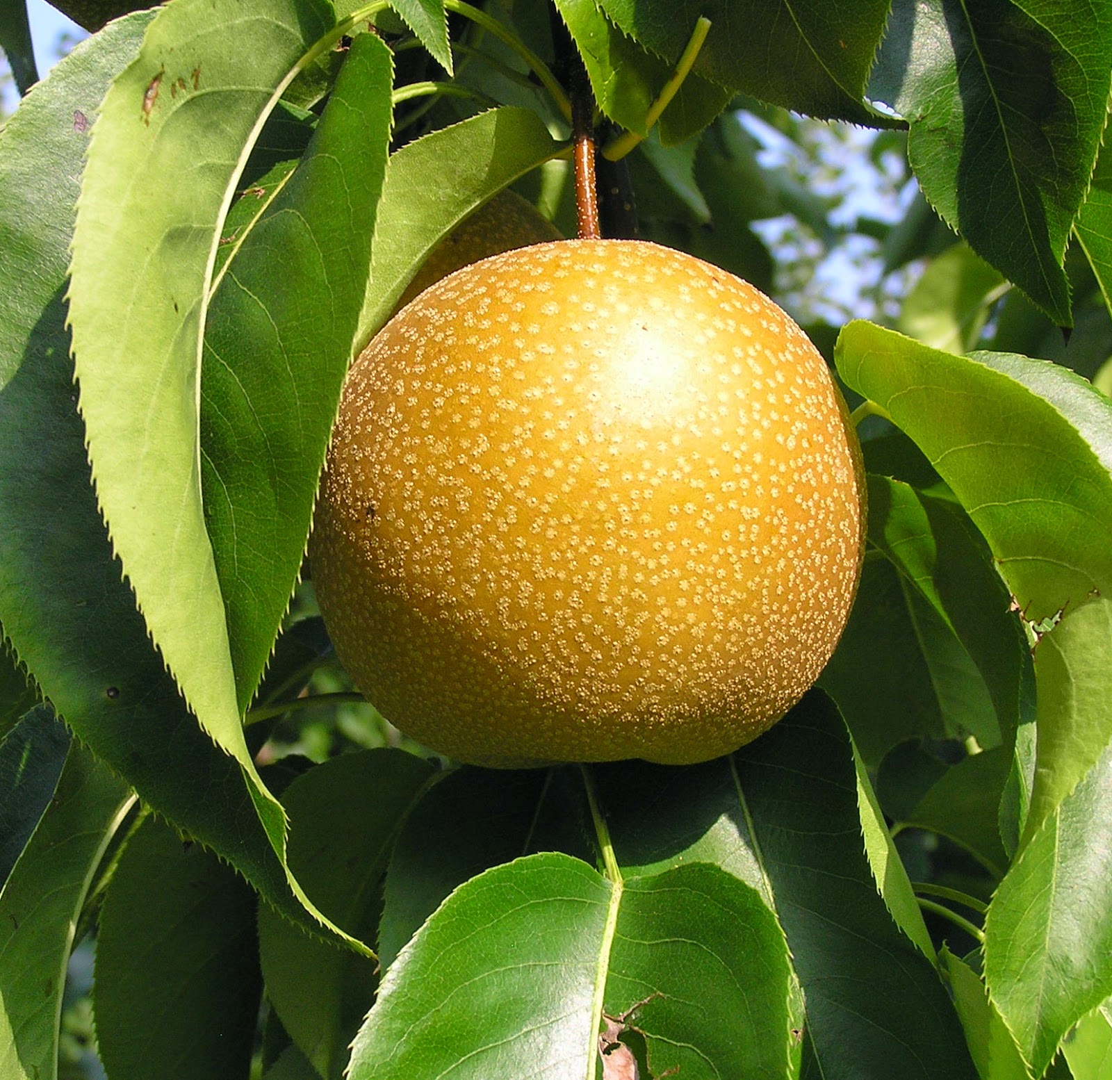 Asian pear apple pollinator