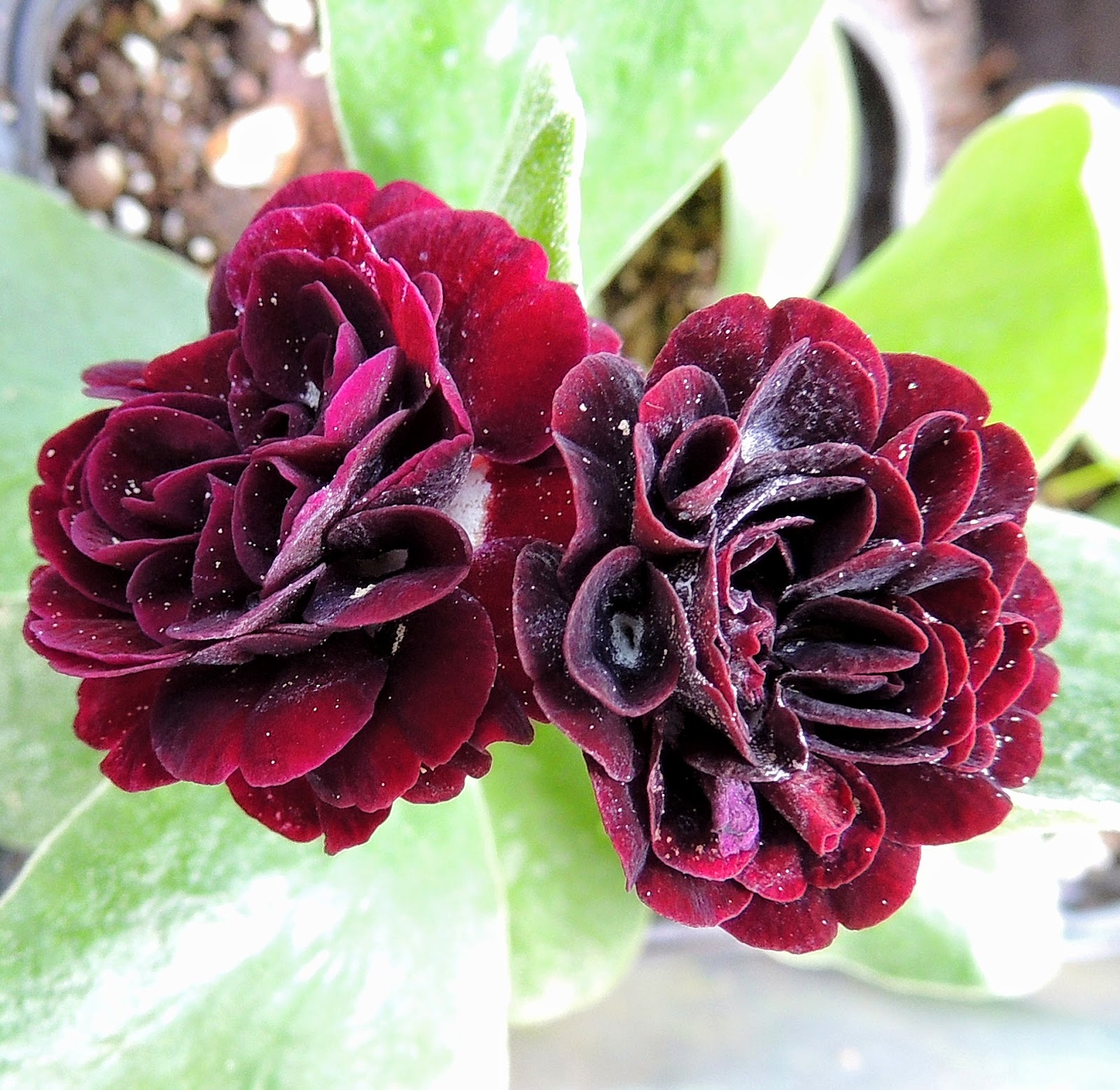 Sweden's auricula club: blooming today, lena, barbro, katarina ...