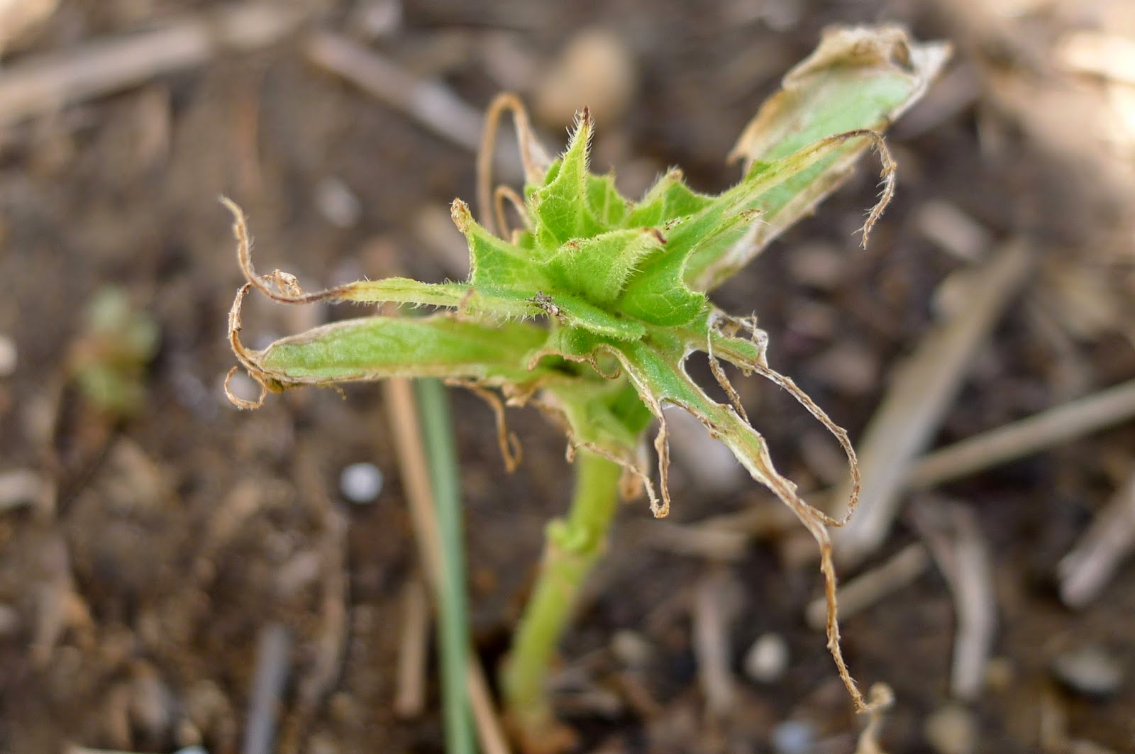 Slug damaged zinnia, organic pest control