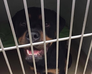 Screen%2BShot%2B2016-01-11%2Bat%2B3.50.4