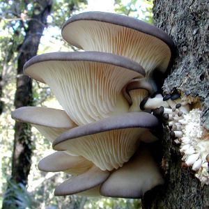 Oyster Fungus