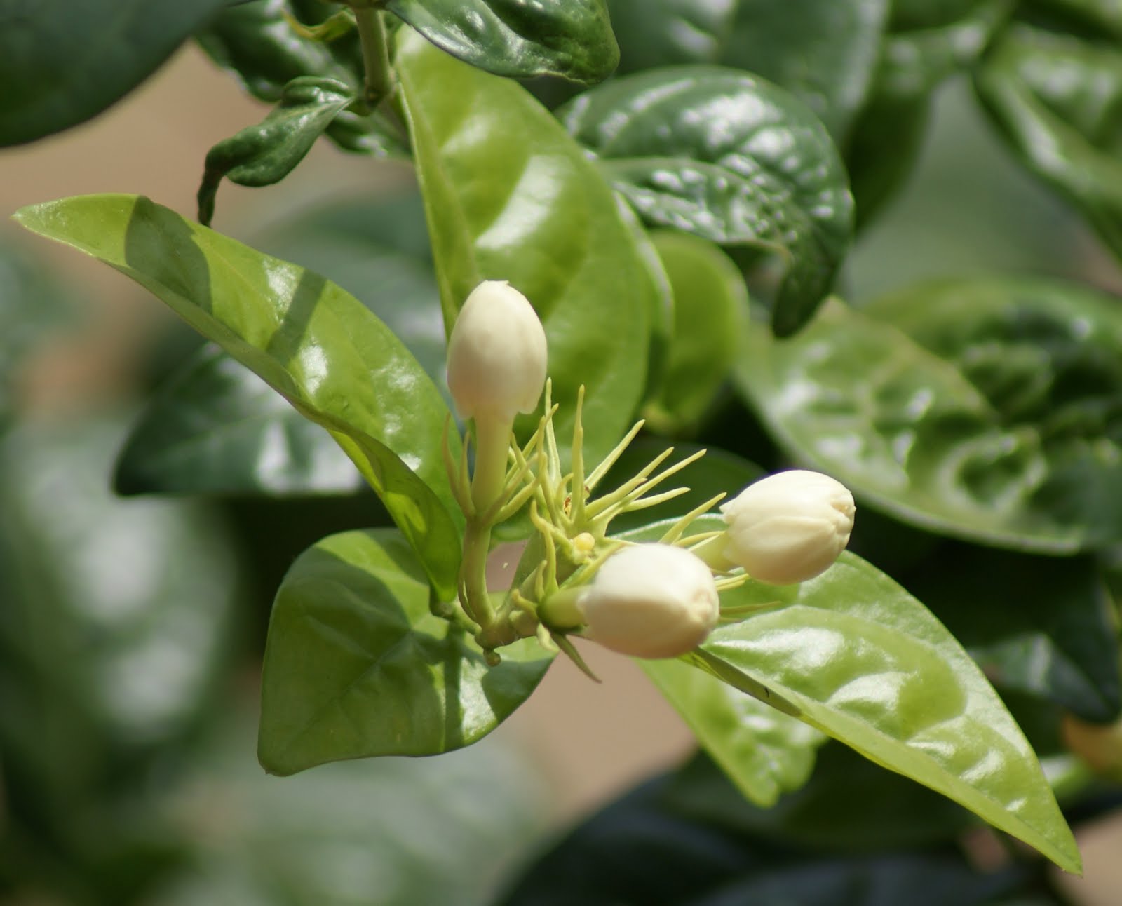 Jasmine Flower Cultivation and Plant Caring Tips Beautiful Natural