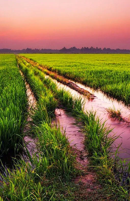 Kerala Rice Fields Sunset