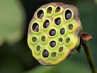 Arti Trypophobia – Apa Itu Trypophobia