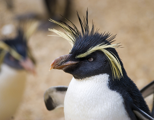 Rockhopper Penguin | The Life of Animals