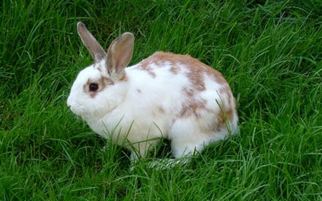 rabbit,bunny,animalia,chordata,vertebrata,,mammalia,lagomorpha,pet animal