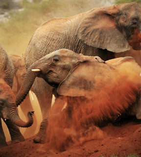 elephant fall in desert after fight