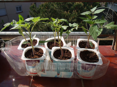 tomate