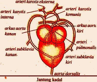 Yuherni Sistem Peredaran Darah Pada Reptilia