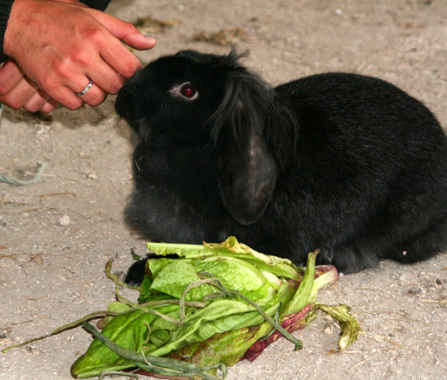 Sassy taking time out of eating to say Hello Sassy taking time out of eating to say Hello