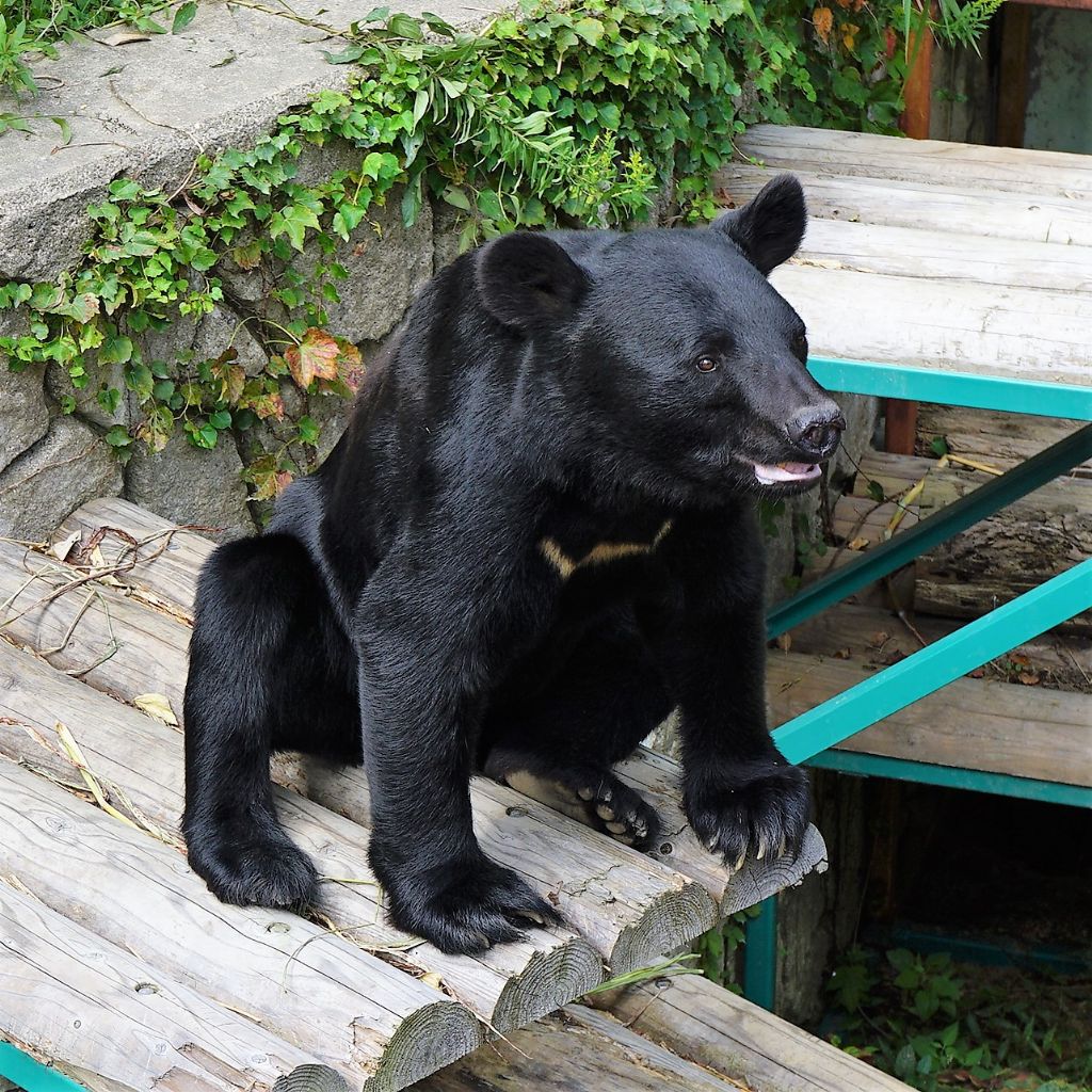 福岡市動物園ブログ 秋の味覚 ツキノワグマのスポットガイド