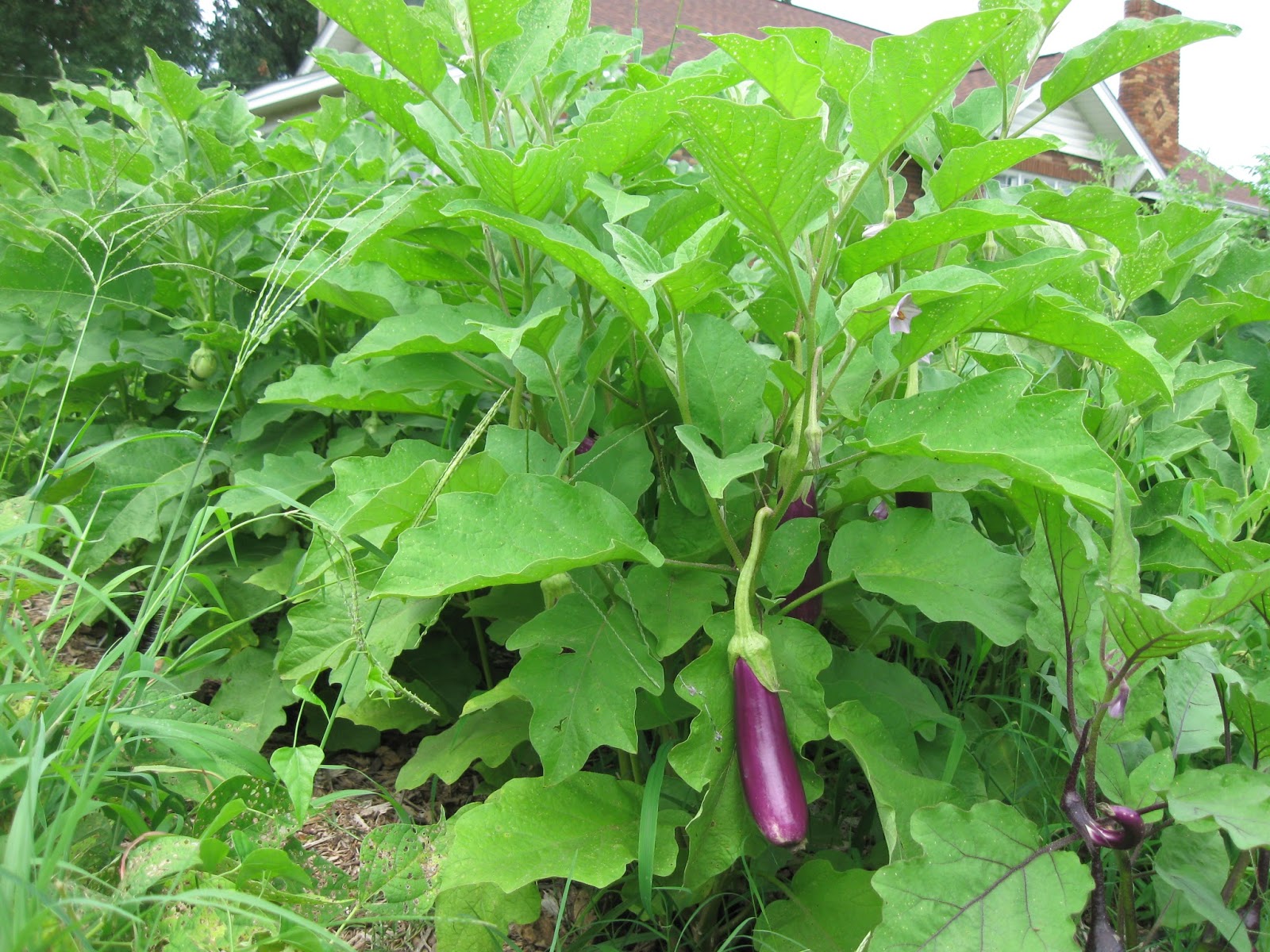 Kentucky Fried Garden: Growing Eggplants or Aubergines in the Vegetable