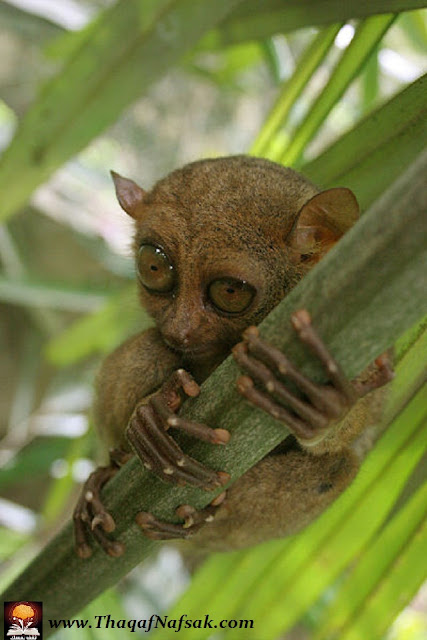 نقره لتكبير أو تصغير الصورة ونقرتين لعرض الصورة في صفحة مستقلة بحجمها الطبيعي