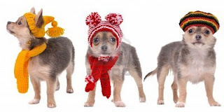Chihuahua Clothes Chihuahua Clothes
