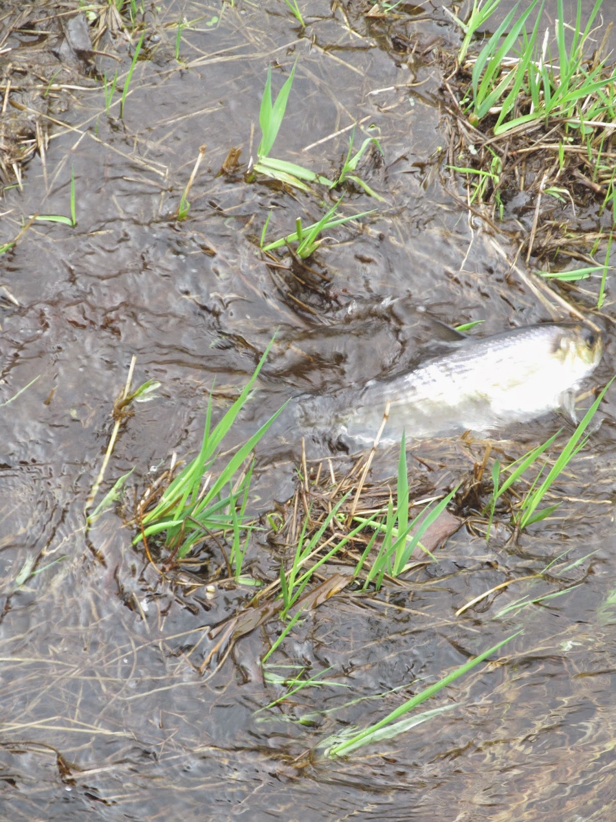 Elaine's Creative Works Middleboro's Herring Run Festival at Oliver