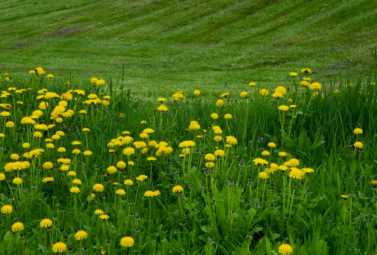 Grasgefluster Hilfe Die Wilden Rasenmaher Sind Wieder Los