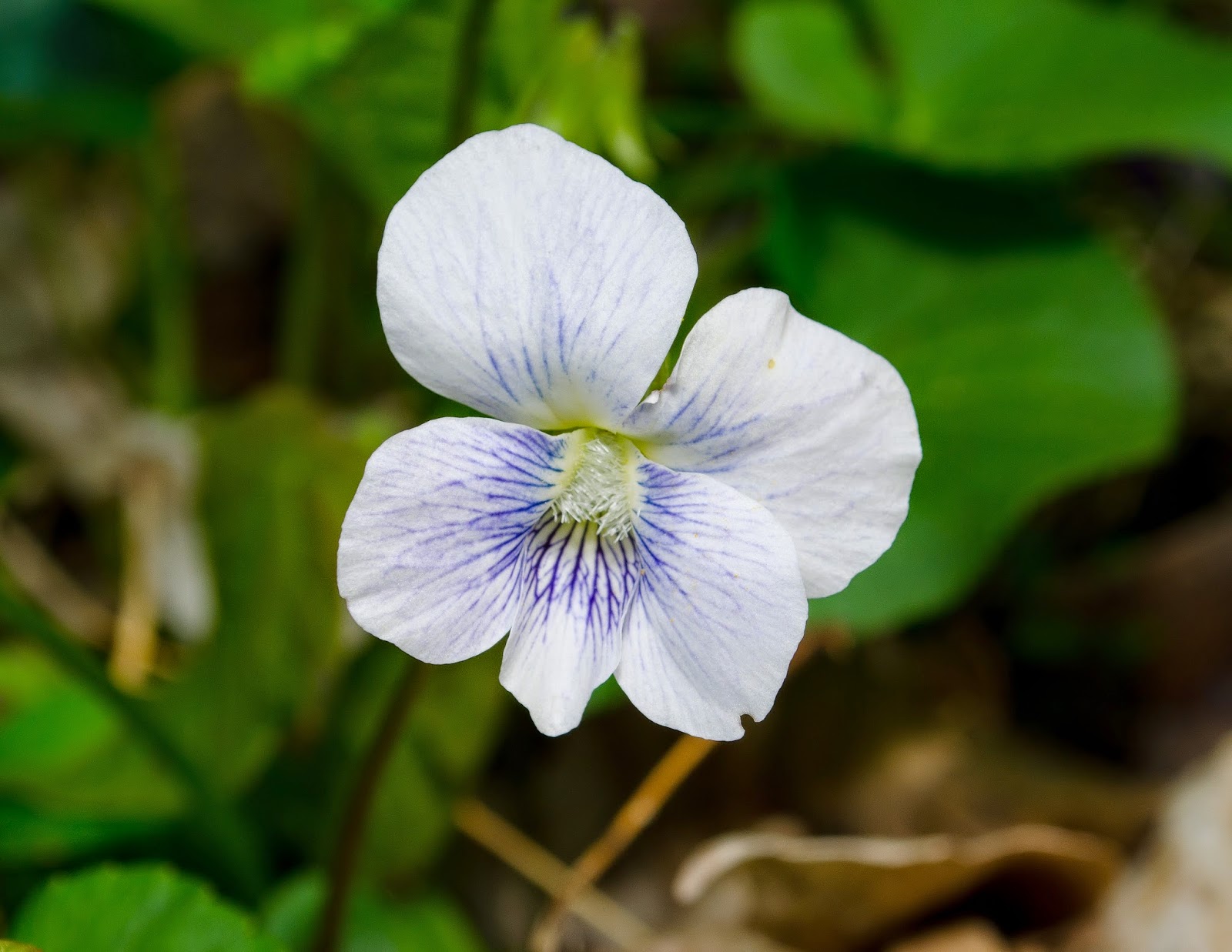 On the Subject of Nature Spring Wildflowers, Pt. 2