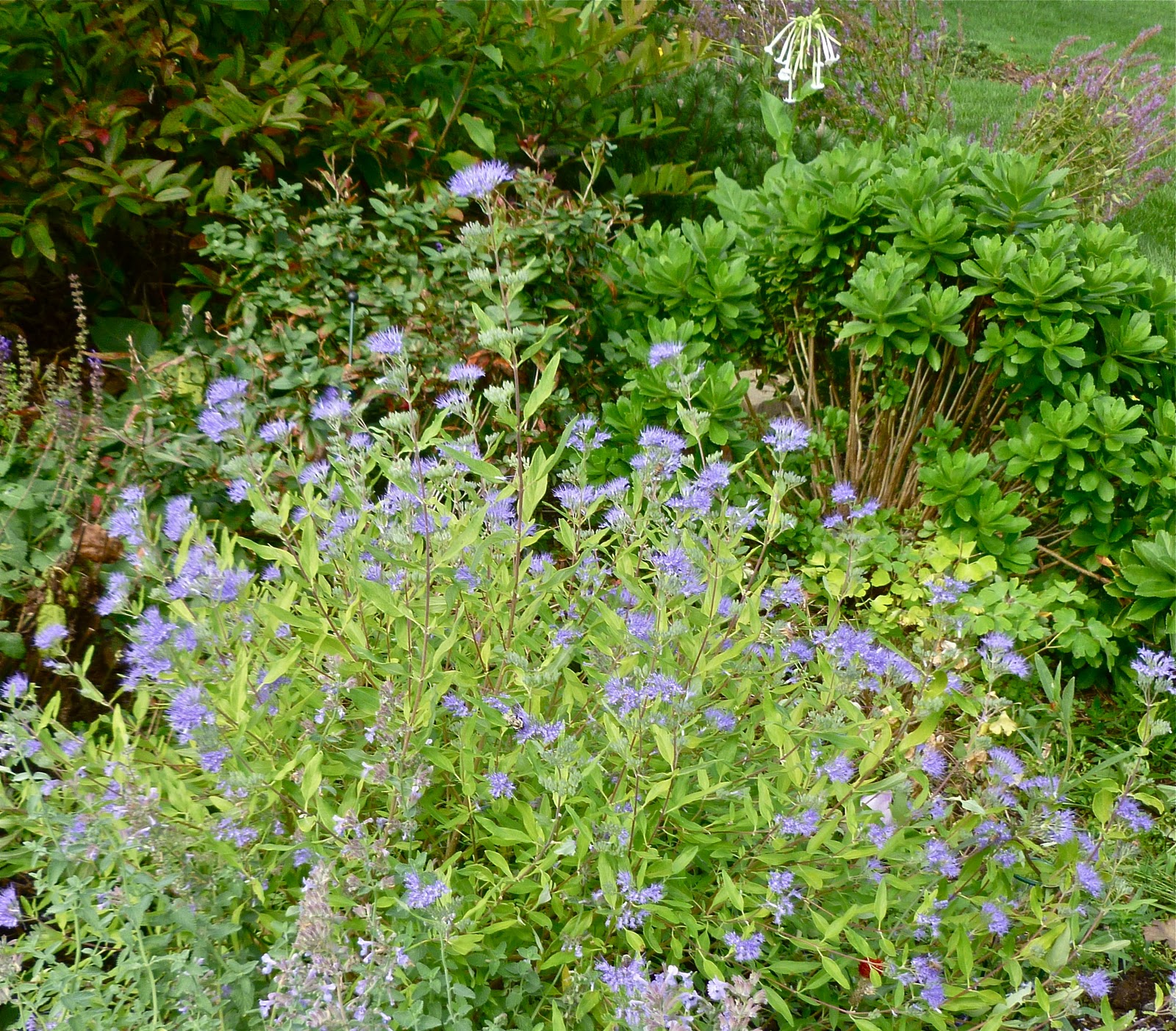 New Utah Gardener Caryopteris X Clandonensis Blue Mist Spirea