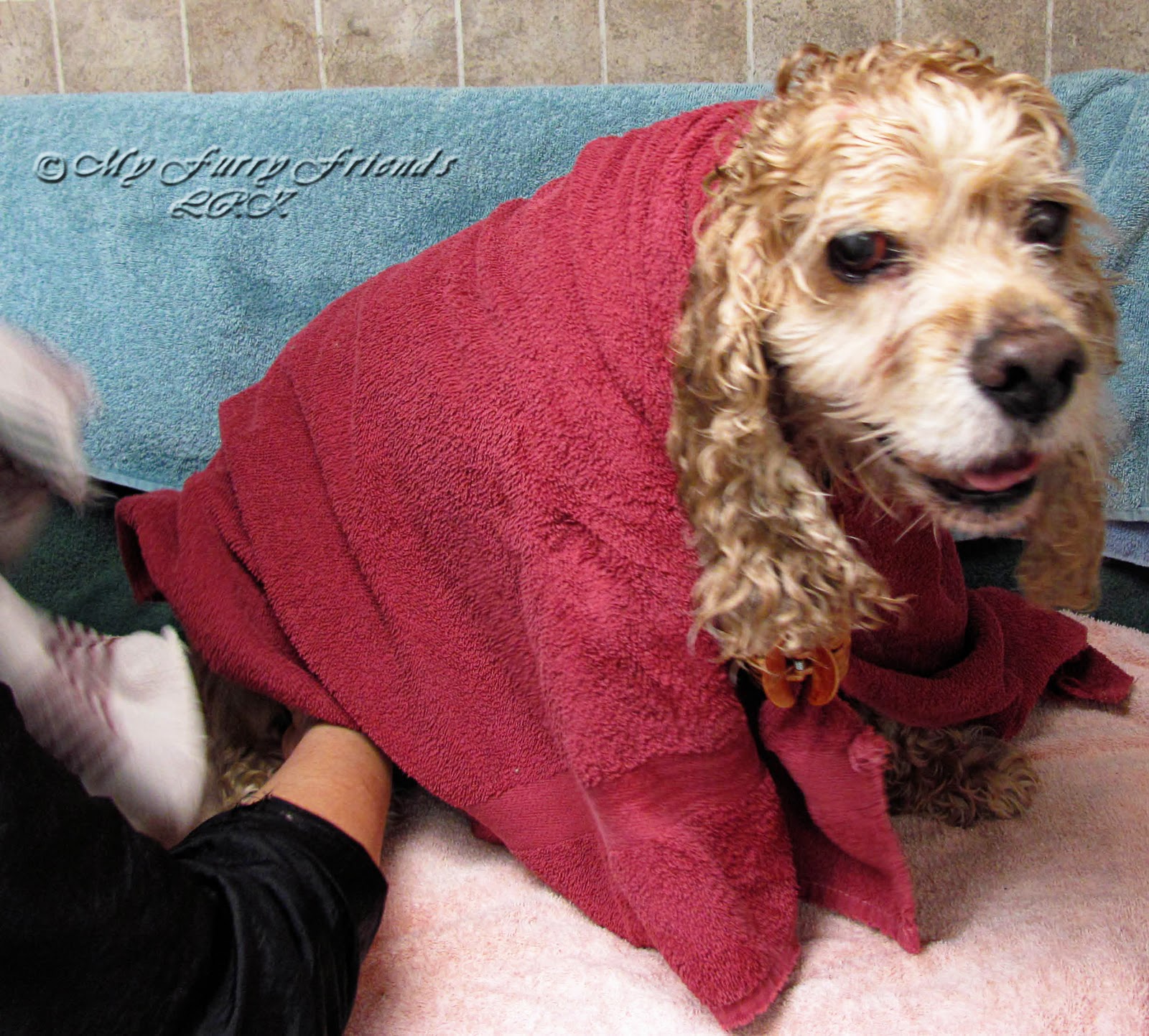 Dog Shammy Pet Dryer Dog Shammy Pet Dryer