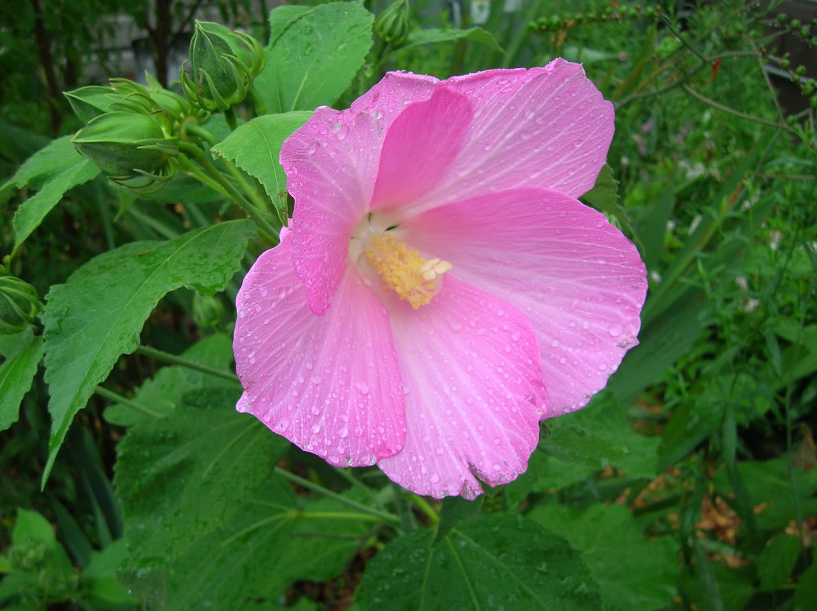 South Jersey Native Plants July 2013 Plant of the Month Swamp Rose
