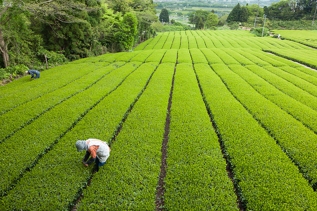 Lindas fotos de plantações de chá verde no pé do Monte Fuji