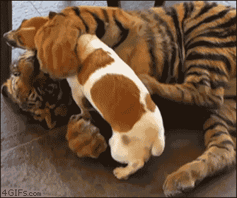 영혼까지 털린 강아지.gif