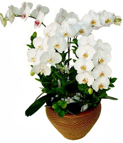 Rangkaian Bunga Anggrek Bulan Telp 021 41675773 Florist Krisna