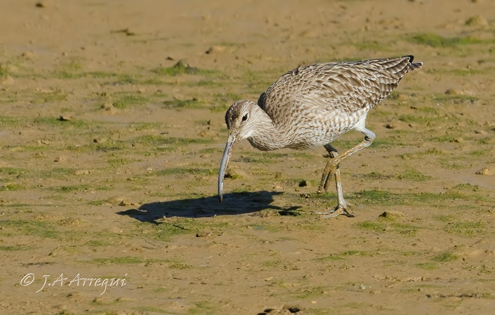 Zarapito trinador, Numenius phaeopus, Whimbrel Zarapito trinador, Numenius phaeopus, Whimbrel