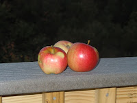 Wild apples from a Vermont tree