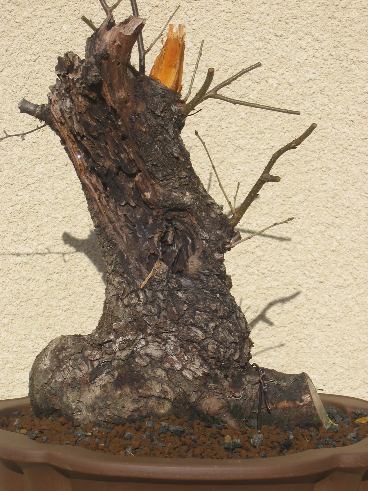 Cerisier Bois Mort : En 2009, prolongement du bois mort afin de retrouver la conicit? Cerisier Bois Mort : En 2009, prolongement du bois mort afin de retrouver la conicit?