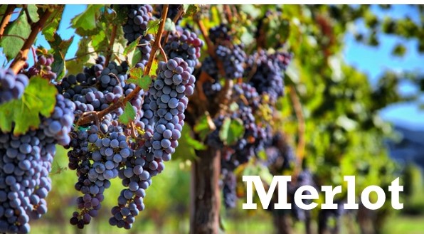 Vino Merlot