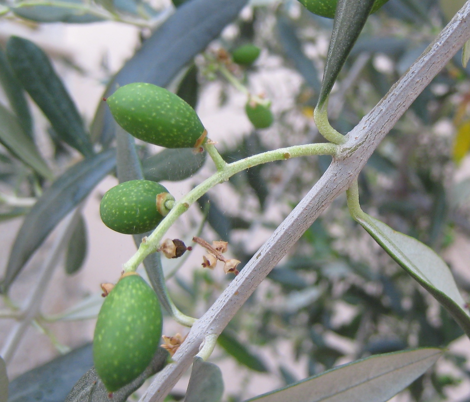 Zagreb Diaries Baby Olives