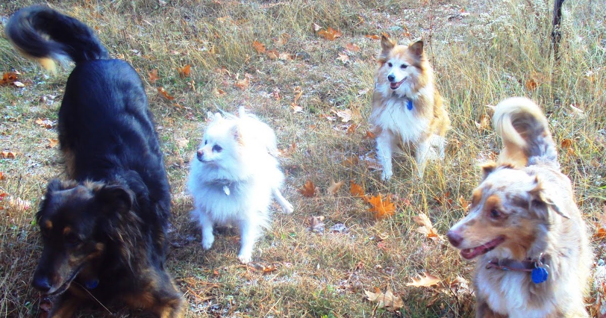 Ottawa Valley Dog Whisperer WHEN A DOG IS CONSTANTLY SCRATCHING