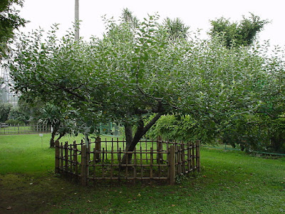 800px-Newton%2527s_apple_tree_in_the_Botanical_Gardens%252C_the_University_of_Tokyo.jpg