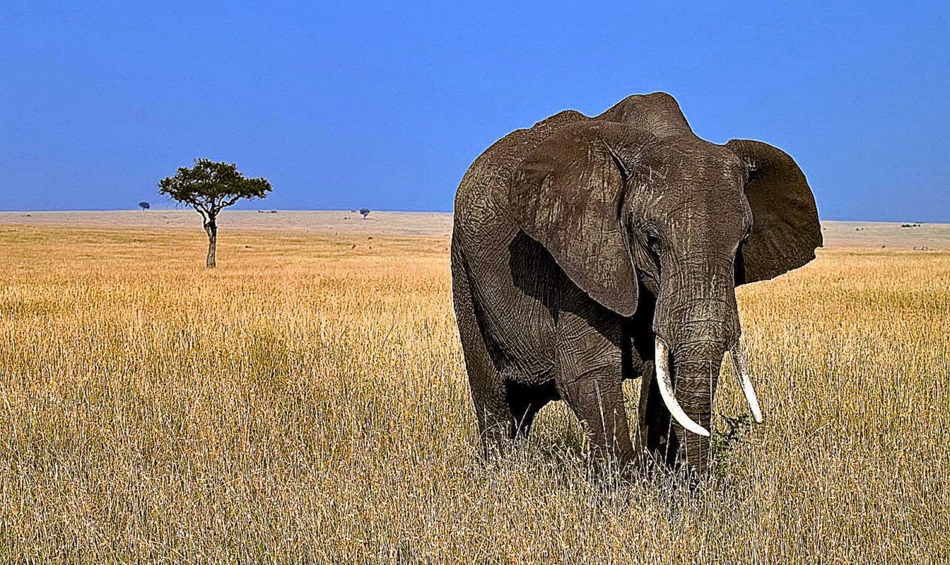 Big Elephant In The Wild Hd Animal Wallpaper Elephants Your HD Big Elephant In The Wild Hd Animal Wallpaper Elephants Your HD