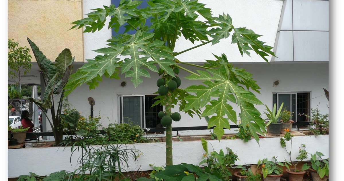 Organic Gardening Papaya tree on my terrace/