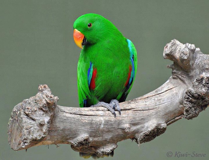 BEST GREETINGS: cute Love Birds wallpapers And Greetings